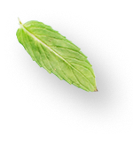 Organic Basil for Natural Health Shots